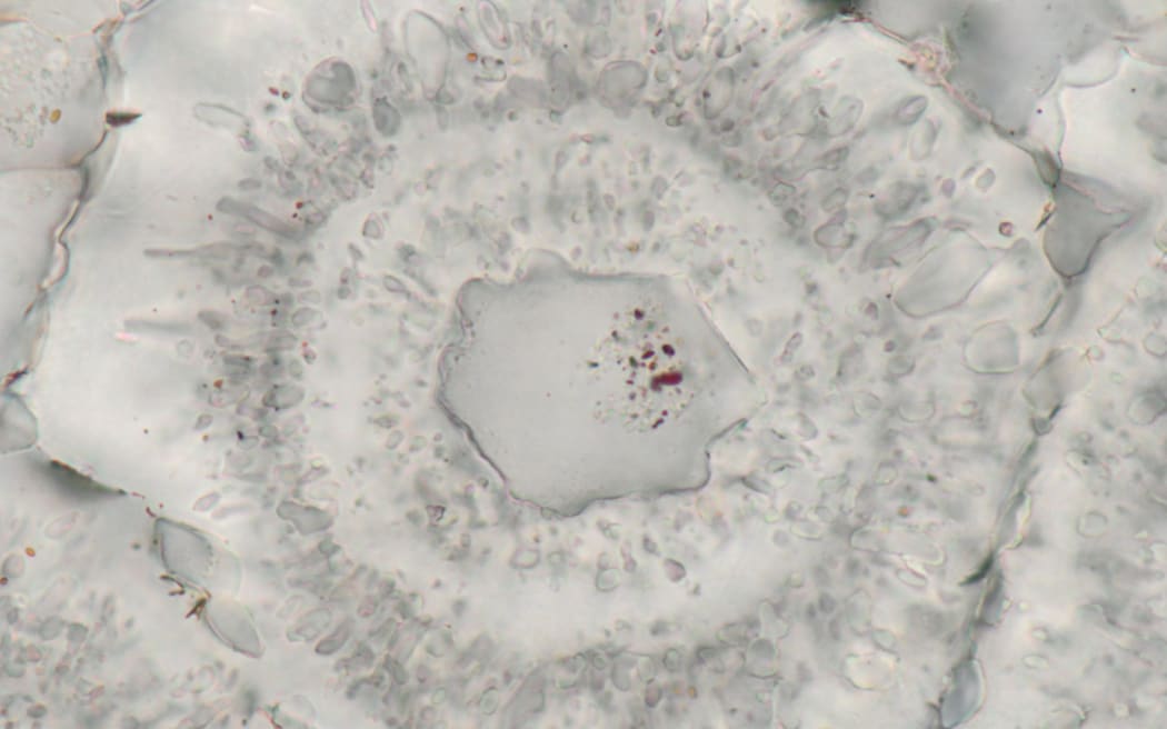 Microscopic iron-carbonate (white) rosette with concentric layers of quartz inclusions (grey) and a core of a single quartz crystal with tiny (nanoscopic) inclusions of red hematite.