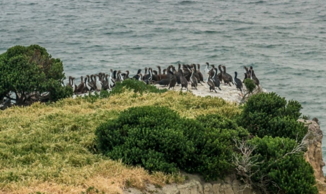 A colony of Stewart Island shags at Heyward Point, near Dunedin.