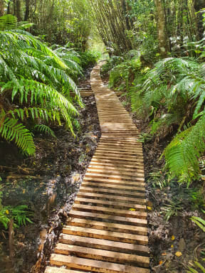 850 metres of boardwalk over a muddy section of the Mangorei Track has been installed.