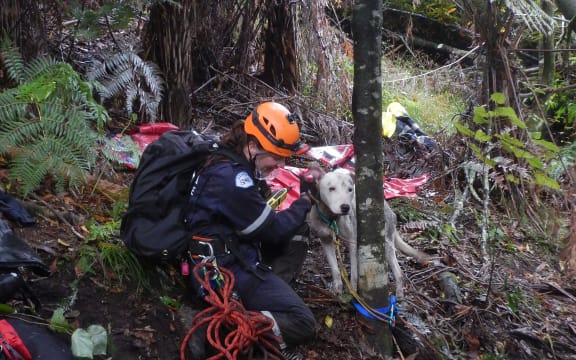 SPCA rescuers save dogs stranded in a remote part of the Hawke's Bay.