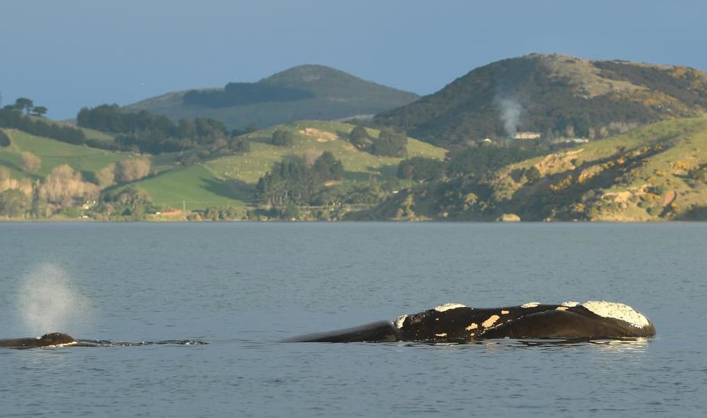 A southern right whale calf spouts while following its mother in Otago Harbour on Saturday.