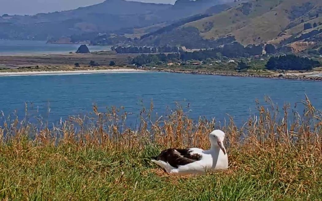 Albatross hatching in Otago Peninsula