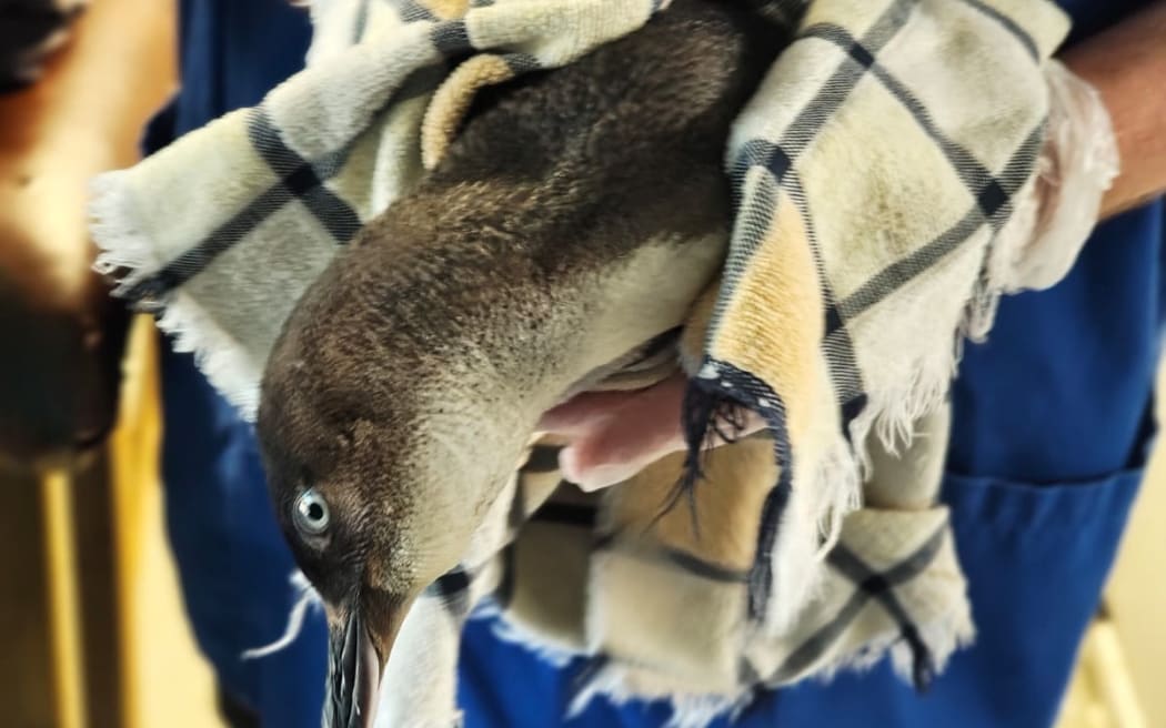 Kororā found on Tiritiri Matangi island with neck twisting symptoms.