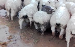 Three rabbits found sitting on sheep during recent flooding on the Taieri plains.