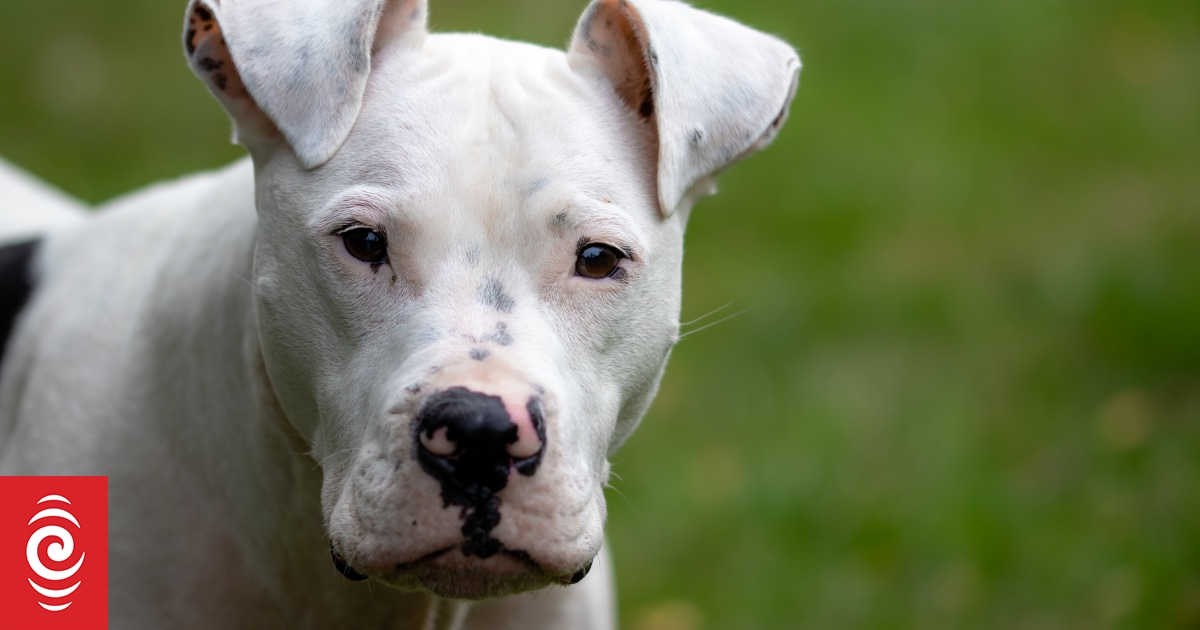 Dog attacks up by 250 in past year, number of dogs put down doubles in Auckland - Vimarsana News