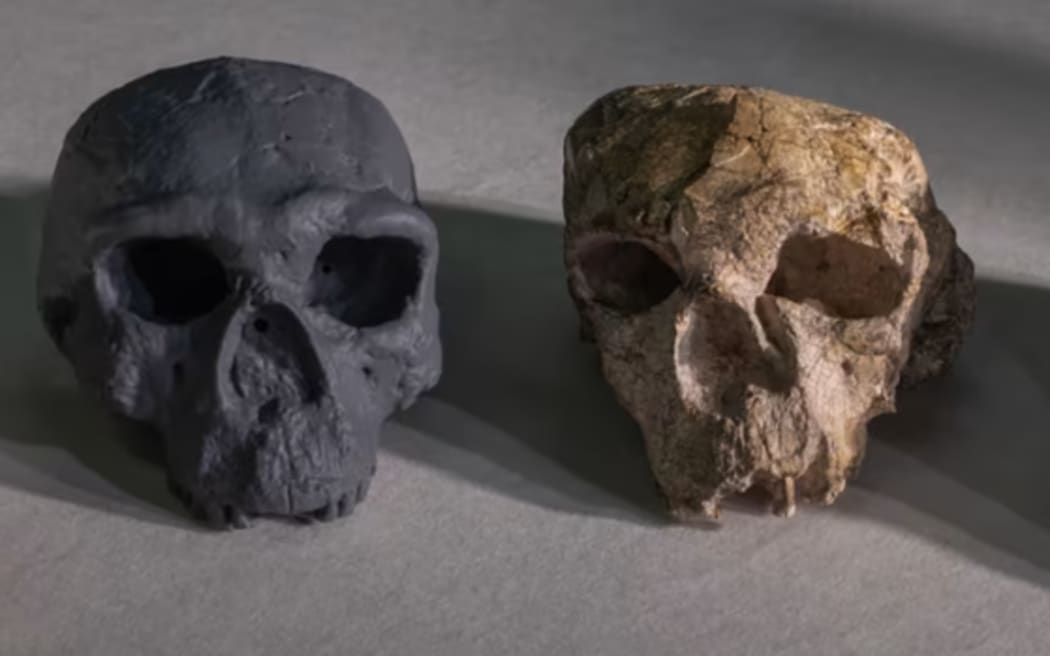 A new reconstruction (centre) of the crushed Yunxian 2 skull (right) found in China is seen with another squashed skull (left) uncovered at the same site. (Guanghui Zhao)