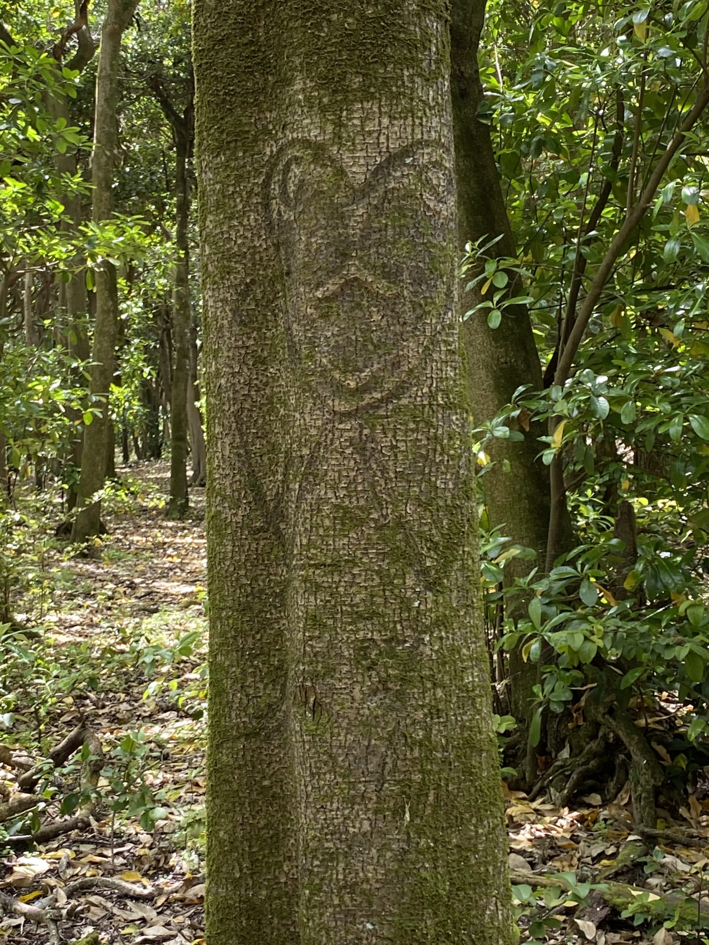 2_RAKAU MOMORI 2 - Chatham islanders
