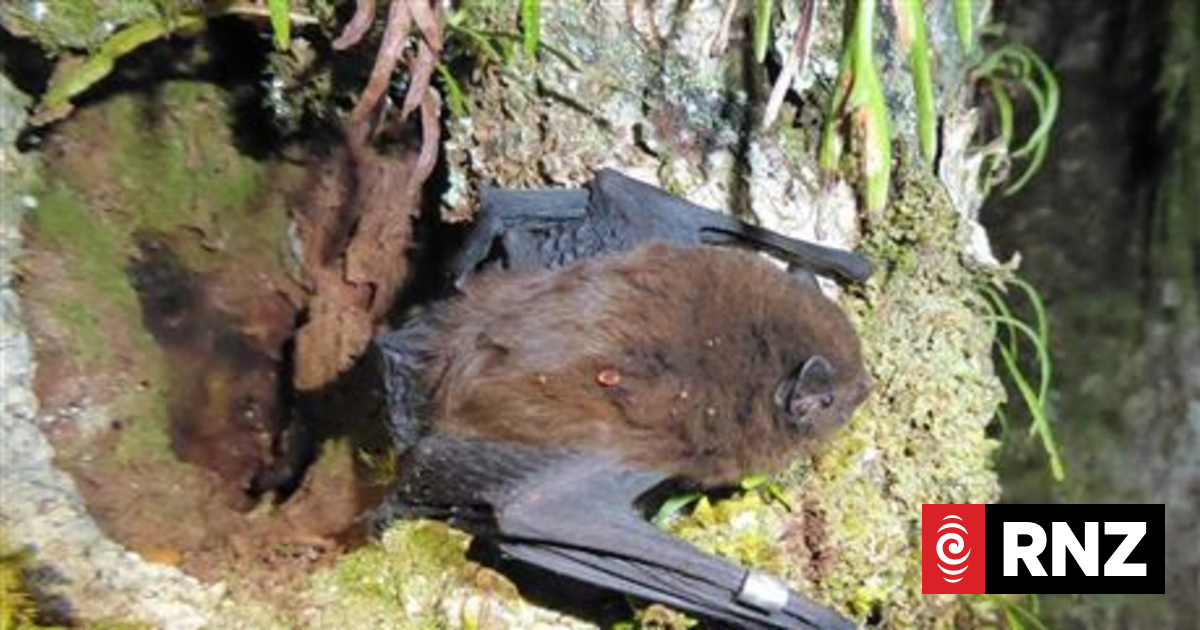 Bird of the Year: Bats join the competition | RNZ