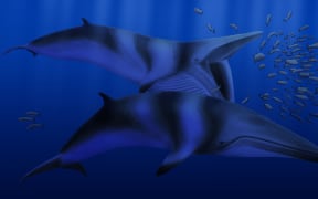 A speculative rendering of Balaenoptera bertae.