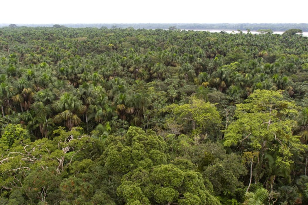 Rio Napo in the middle of the Varzea Forest, Napo Wildlife lodge, Yasuni Nationl Park, Amazon, Ecuador. 
 
Biosphoto / Michel Gunther (Photo by Michel Gunther / Biosphoto / Biosphoto via AFP)