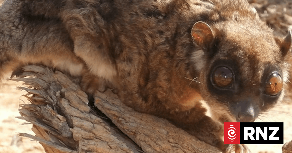 Meet 'Tous', an entirely new kind of mammal