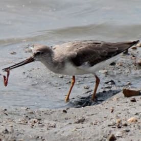 Photo for Terek sandpiper