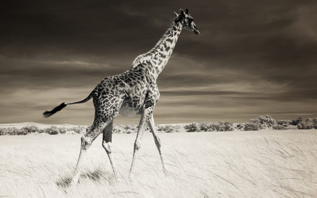 A Maasai giraffe,Mara Plains Kenya.