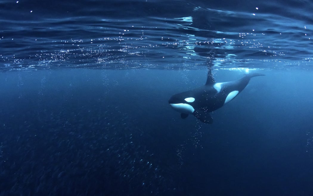 Killer whale, Orcinus orca, hunting for herrings Andenes, Andøya island, North Atlantic Ocean, Norway.