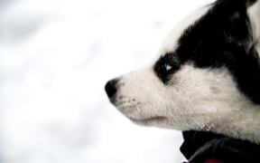 Siberian husky.