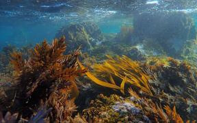 Love Rimurimu, started by Mountains to Sea Wellington, runs a spore bank of native seaweeds and pilots different ways to optimise their survival.
