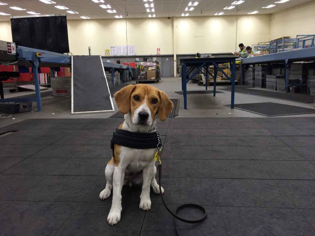 Cleo, detector beagle