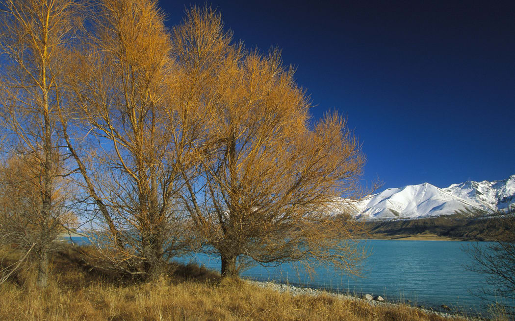Lake Pukaki and Ben Chau Range with Larch trees changing to autumn colors near Mt Cook Station, New Zealand. 
Biosphoto / Minden Pictures / Colin Monteath / Hedgehog House