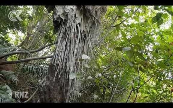 Massive wasp nest discovered near Rotorua