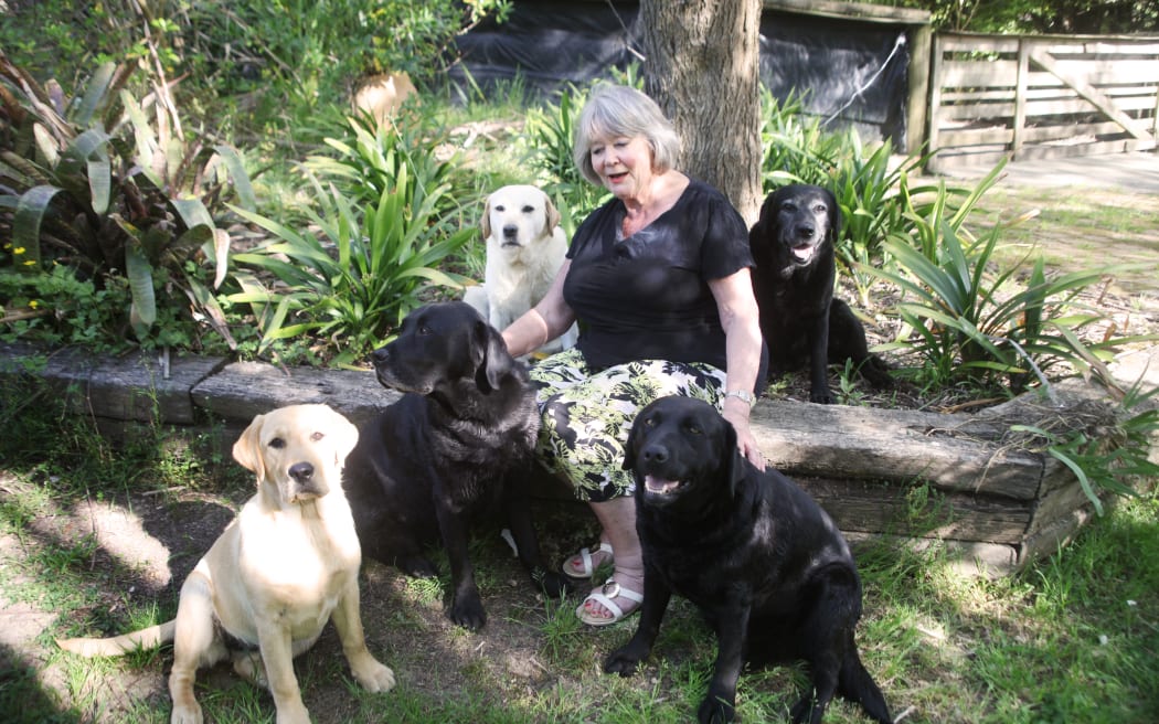 Labrador breeder Pat Woollaston with (clockwise from left) Ginny, Keeper, Gwladys, Annie and Ursula