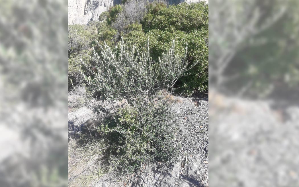 A wild olive tree Ben Minehan found in the Boulder Bank, Marlborough.
