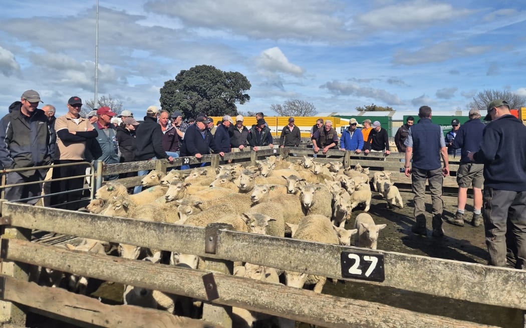 Top sheep at today's auction fetch $226 a head.