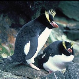 Photo for Erect-crested penguin