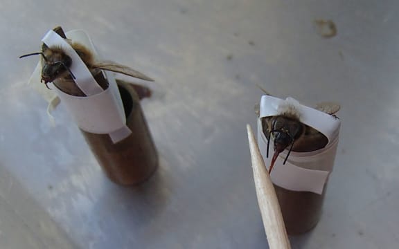 Honeybees being tested for learning and memory