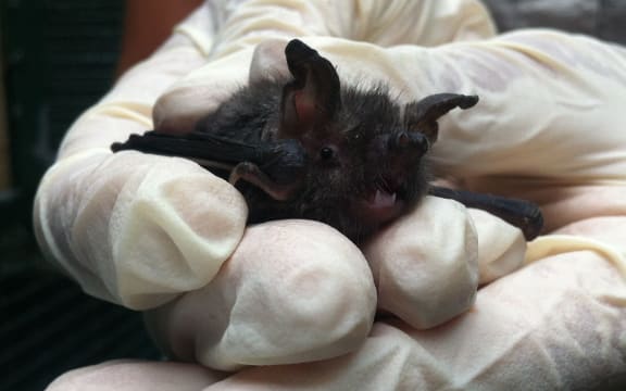 One of the bats reared by Auckland Zoo.
