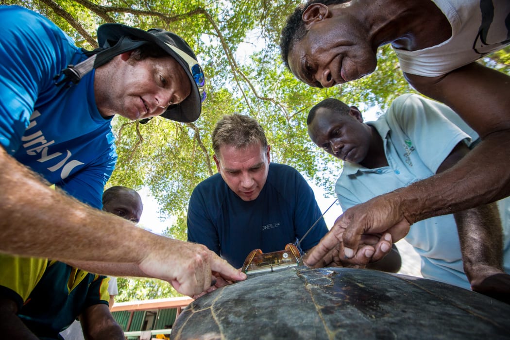 Conservation officers hold the hawksbill turtle while Conservancy scientists attach a satellite tag.