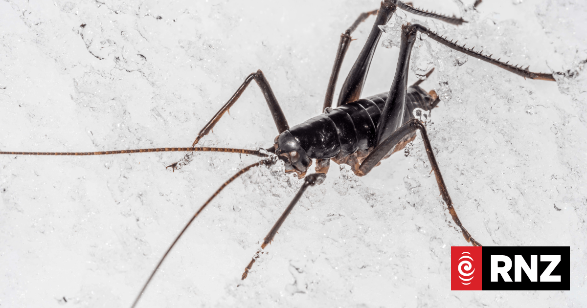Six new species of wētā facing climate threat | RNZ