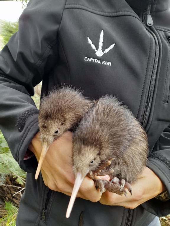Two kiwi North Island brown kiwi chicks have hatched in the Wellington wilderness for the first time in 150 years.