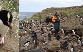 Penguins on Antipodes Island: erect-crested penguins (left); Denise Fastier counting penguins; and rockhopper penguin incubating an egg (right).