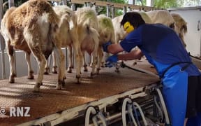 Goat milking
