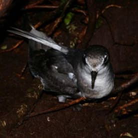 Photo for Mottled petrel