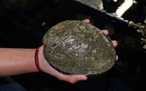 Paua breeding stock