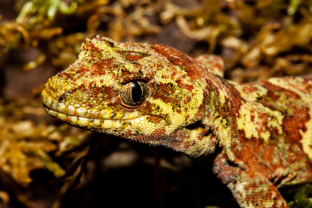 The tautuku gecko (Mokopirirakau “southern forest”) jumped two levels from threatened - nationally endangered to at-risk - declining, based on several more populations being discovered over the last few years.