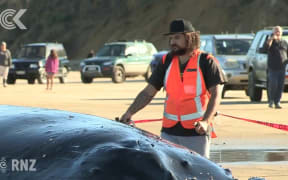 Whale euthanised on Northland beach after rescue attempts fail