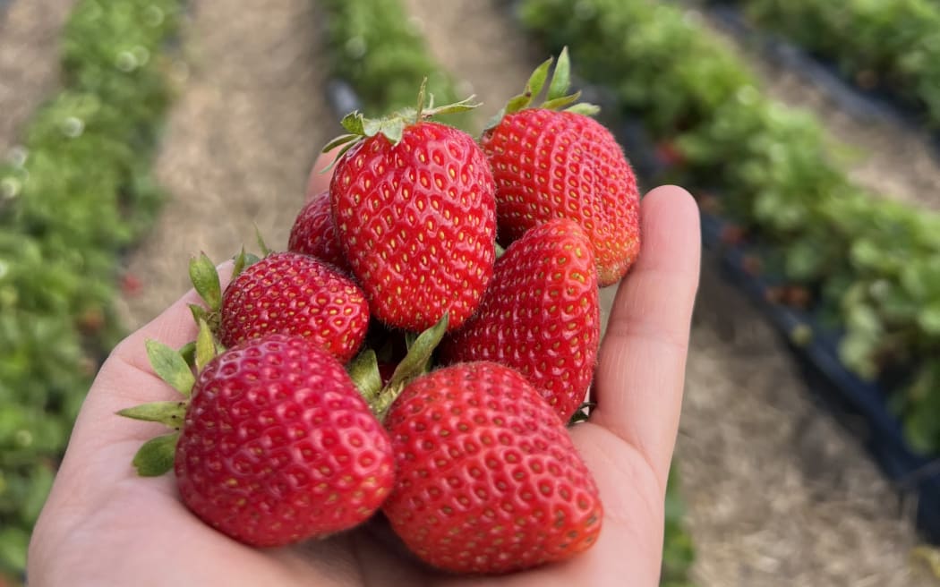 Strawberries PYO in Auckland