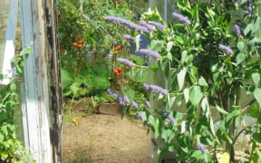Howard and Yvonne's greenhouse