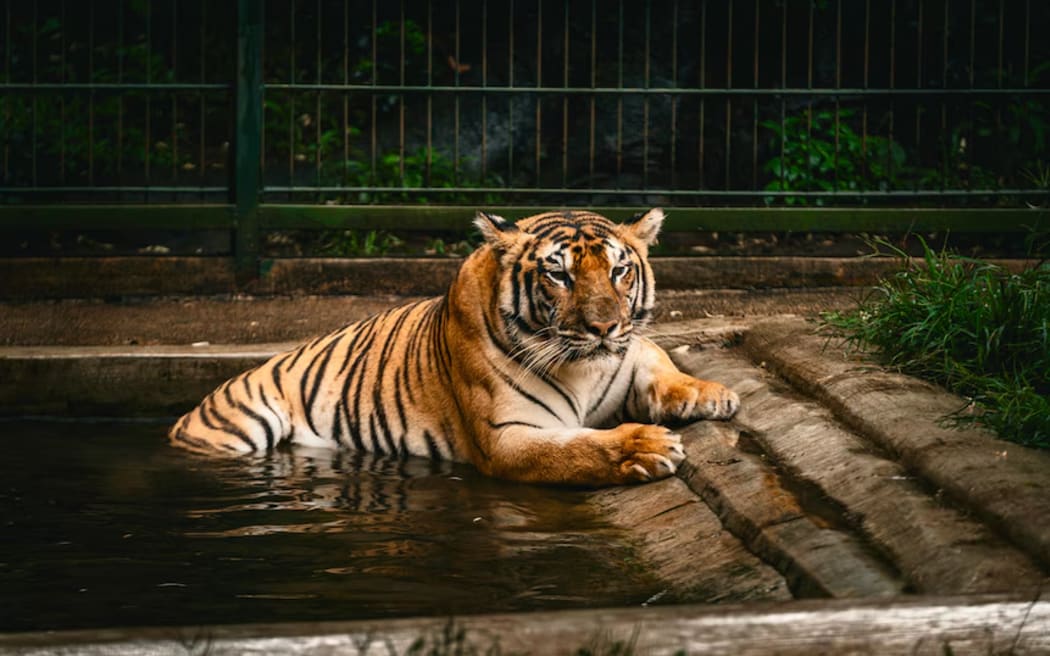Bengal tigers can be privately owned in Indonesia, unlike critically endangered Sumatran tigers.