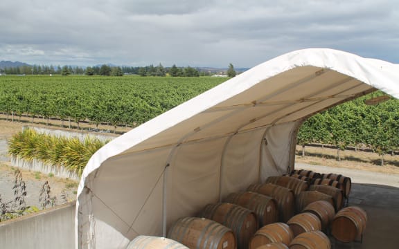 Te Whare Ra vineyard ready for harvest