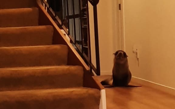 A Mt Maunganui family was supervised to find a New Zealand Fur seal had made it's way into their home unnoticed