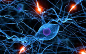 brain cells