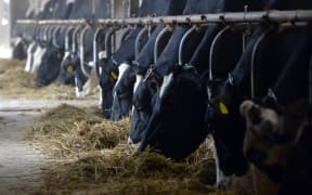 Dairy cows on farm, Japan