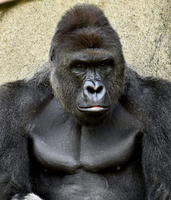 Harambe the gorilla.