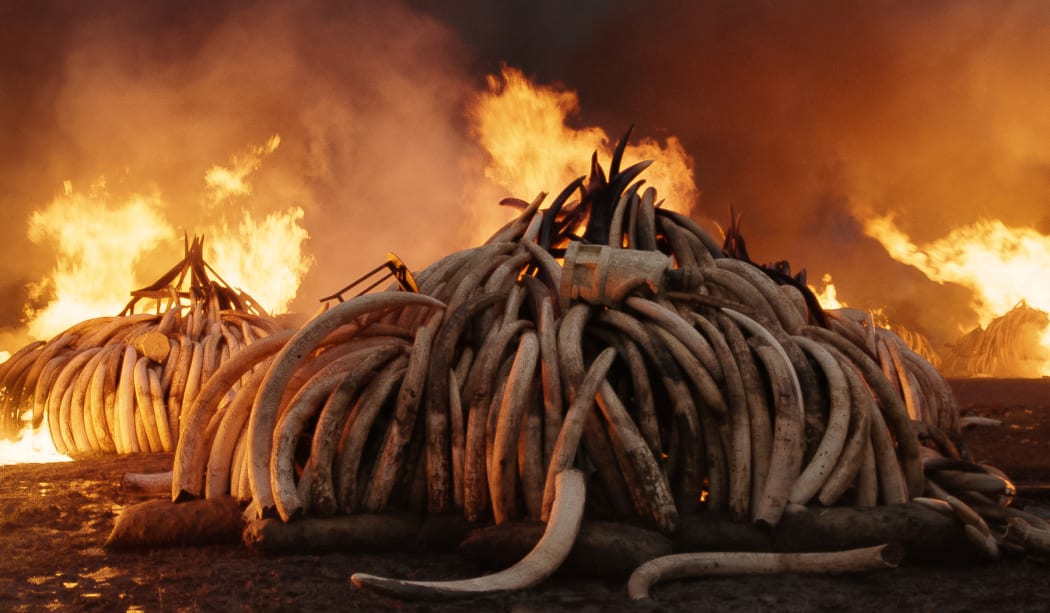 The Kenyan government symbolically burns millions of dollars worth of confiscated elephant tusks destined for rich collectors (from the Anthropocene: The human Epoch).