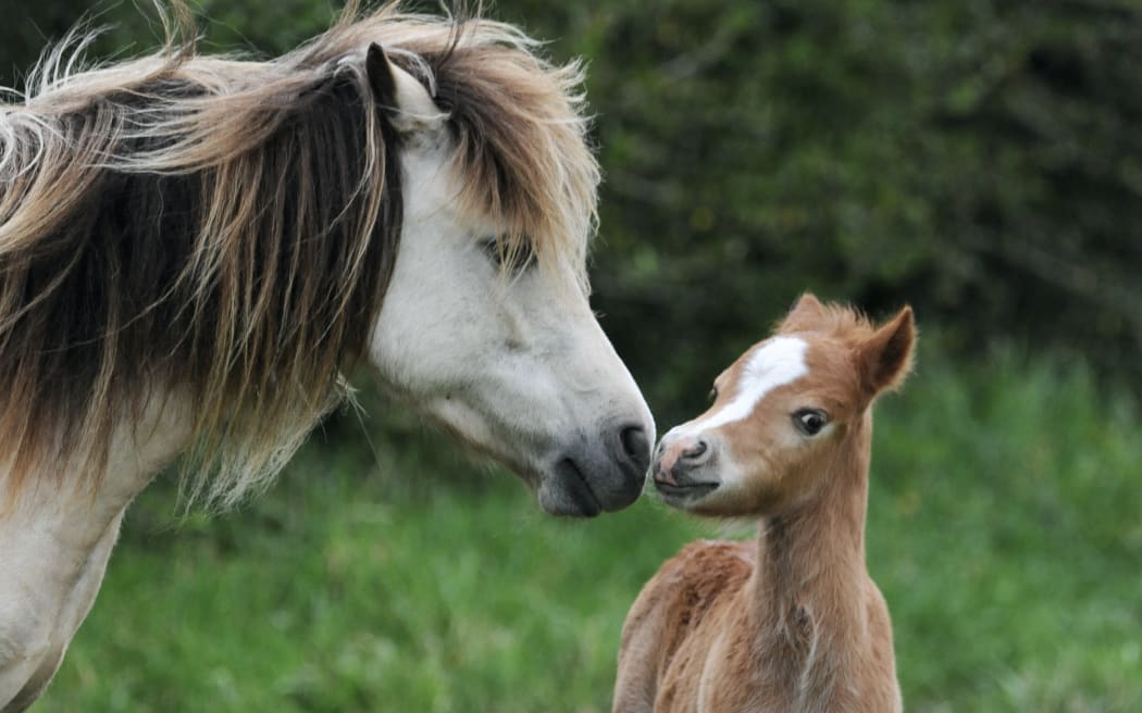 Horse and foal