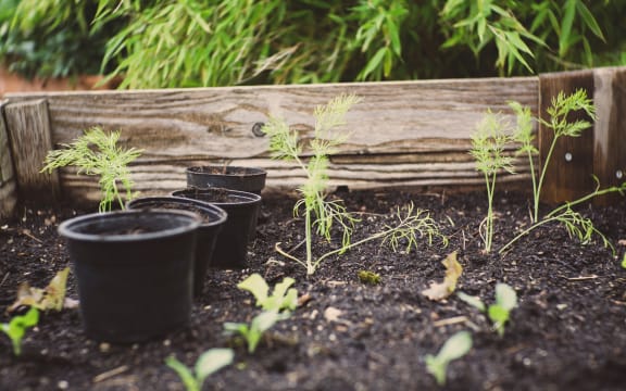 plants