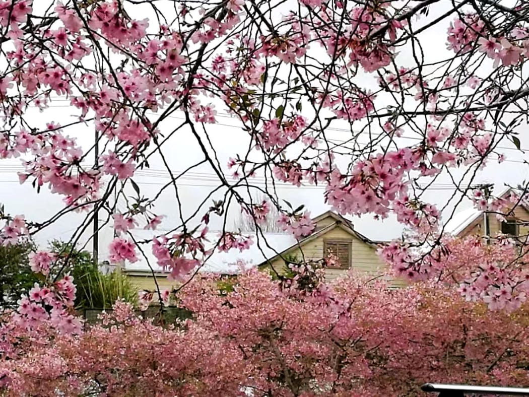 Cherry blooms.
